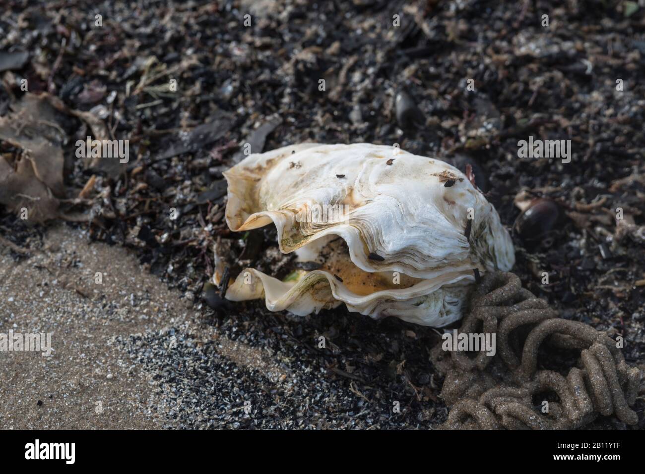 Oyster, ostrea edulis uk hires stock photography and images Alamy