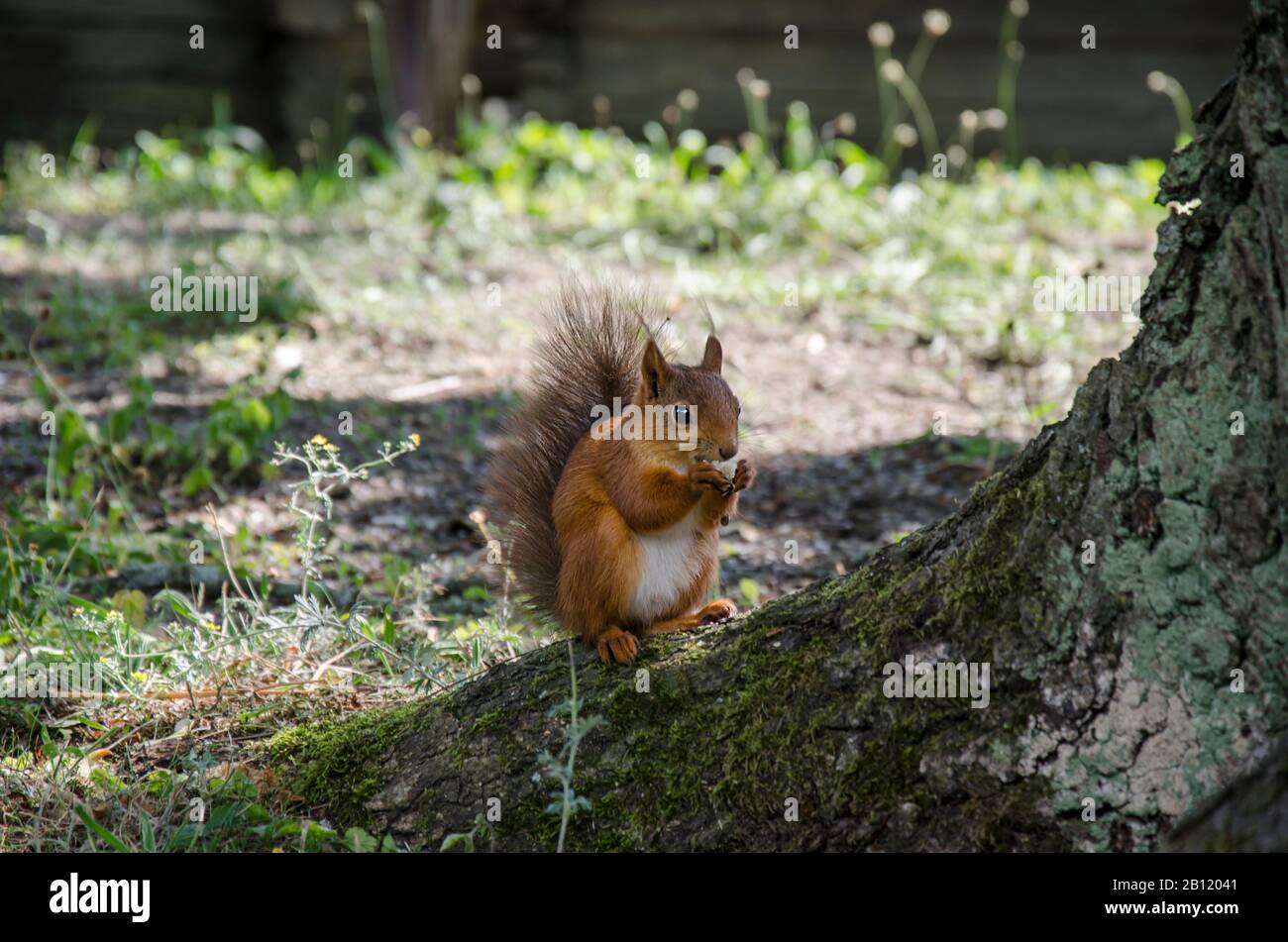Red squirrel eats bread on the ground, Sweden. Squirrel in the park Skansen on the island of Djurgarden. Skansen is open-air museum. Stock Photo