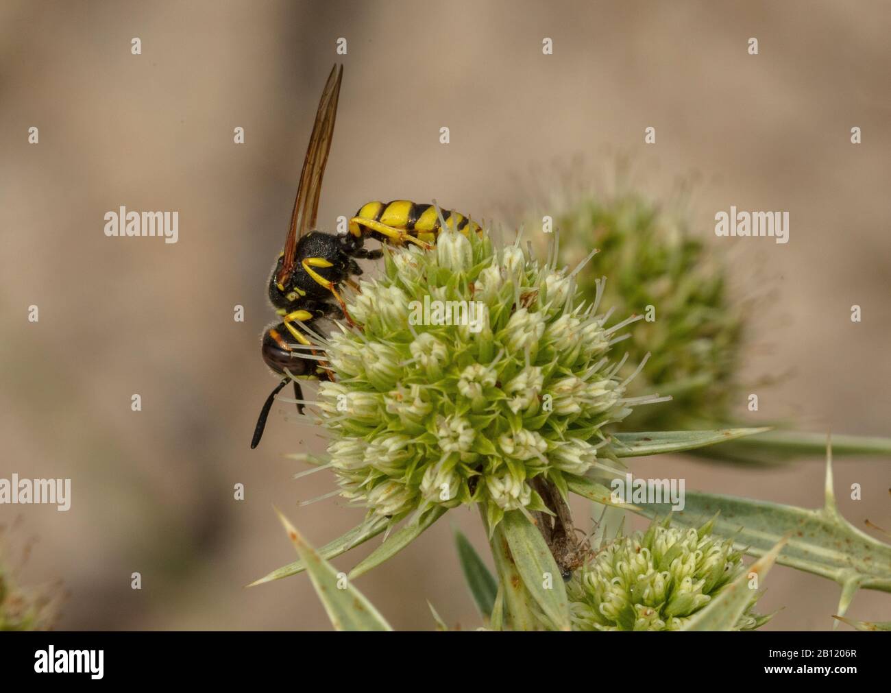 A bee-killing wasp, Philanthus venustus, feeding on flowers of Field eryngo, Eryngium campestre, Brittany. Stock Photo