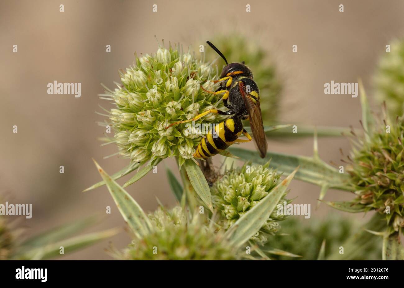 A bee-killing wasp, Philanthus venustus, feeding on flowers of Field eryngo, Eryngium campestre, Brittany. Stock Photo