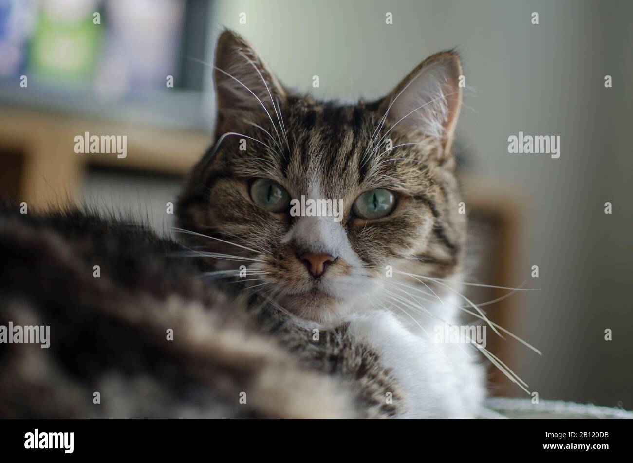 Teddy cat hi-res stock photography and 