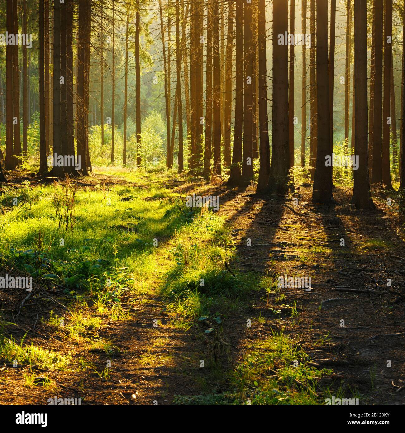 Evening sun in a spruce forest, Mansfeld-South Harz, Saxony-Anhalt, Germany Stock Photo