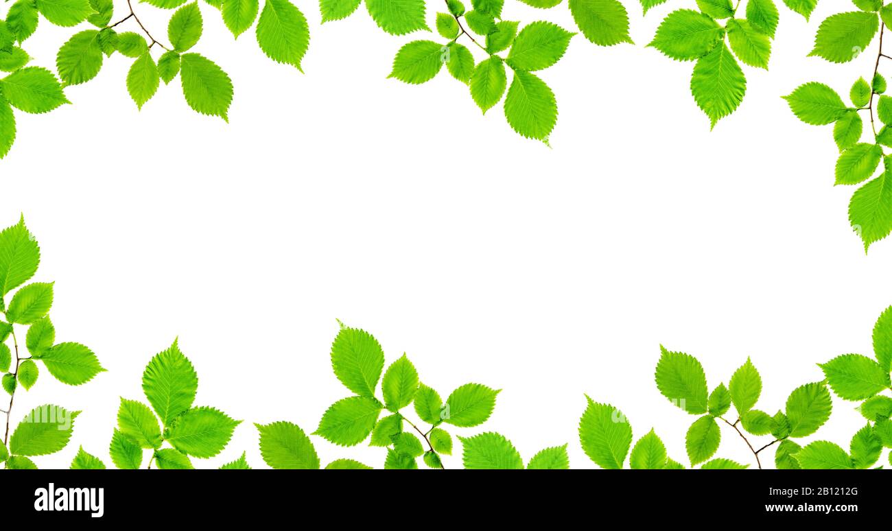 Natural frame of branches of an ash tree with green leaves isolated on ...