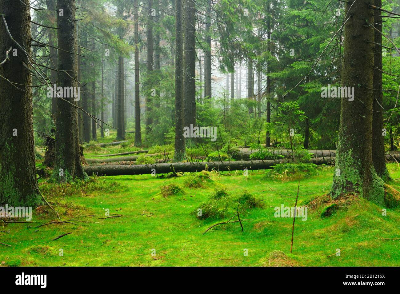 View of moss covered ground at European spruce taiga forest ( Picea Abies )  at Summer, Finland Stock Photo - Alamy