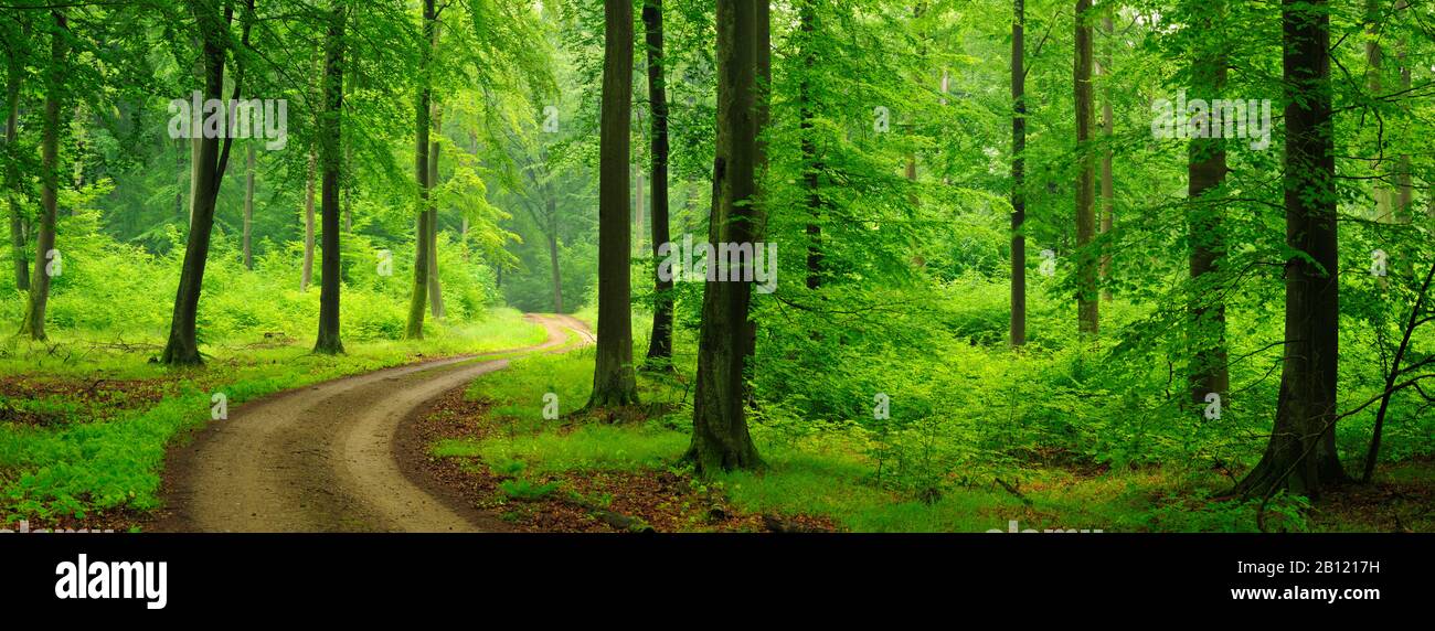 Forest path through a natural beech forest in the Feldberger Seenlandschaft, Mecklenburg Lake District, Mecklenburg-West Pomerania, Germany Stock Photo
