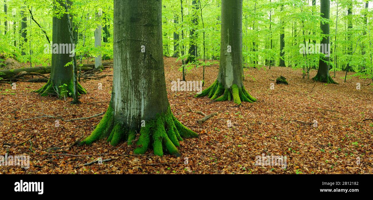 High forest with large old beech trees in early spring, Steigerwald Nature Park, Bavaria, Germany Stock Photo