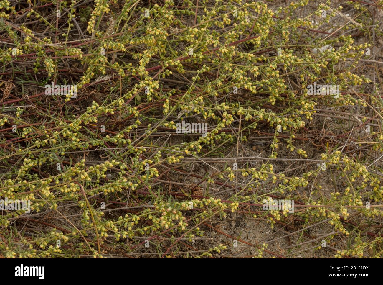 A coastal subspecies of Field Wormwood, Artemisia campestris ssp maritima on dunes in Brittany. Stock Photo