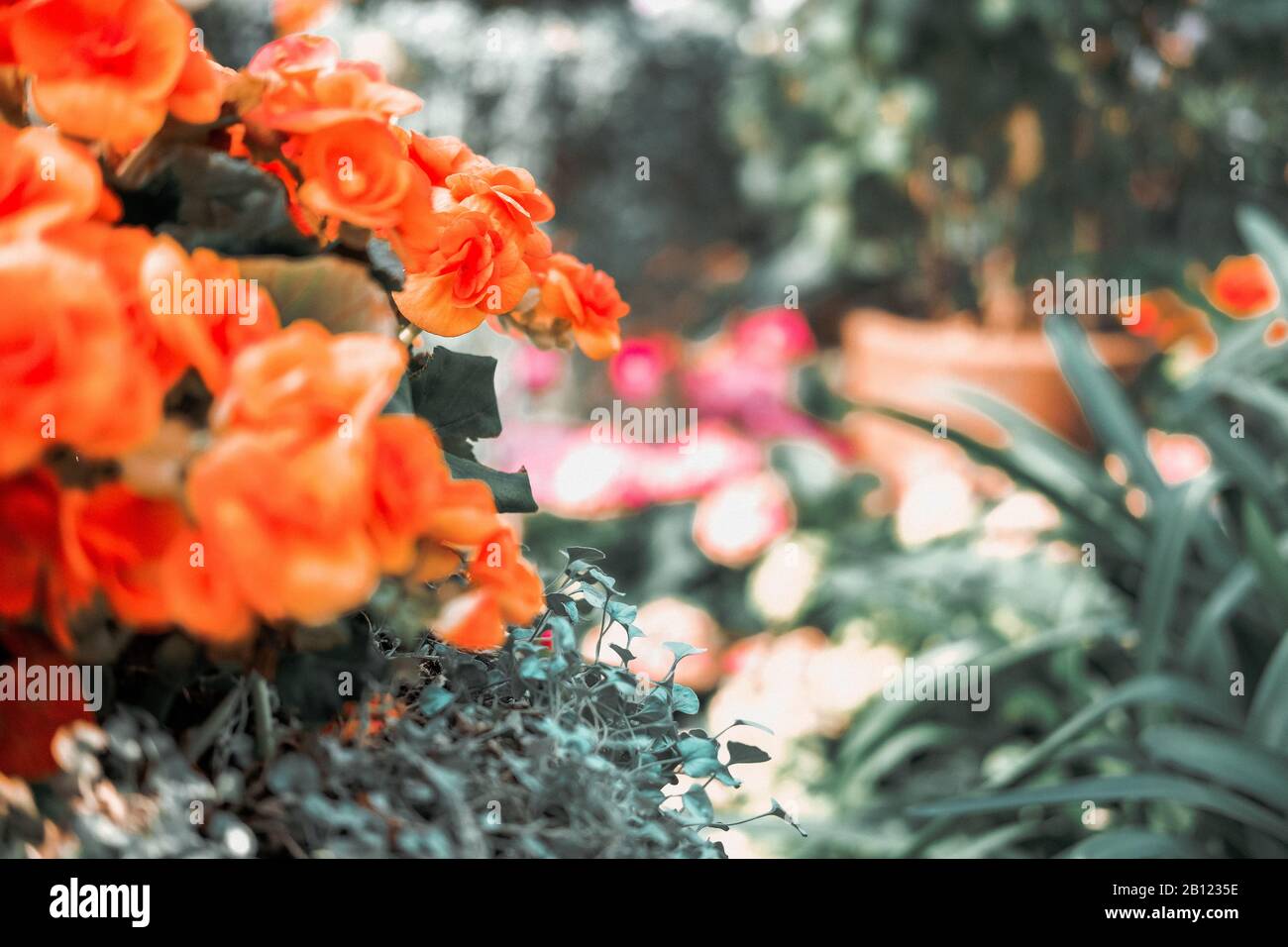 blooming orange begonia semperflorens growing in flower garden Stock Photo