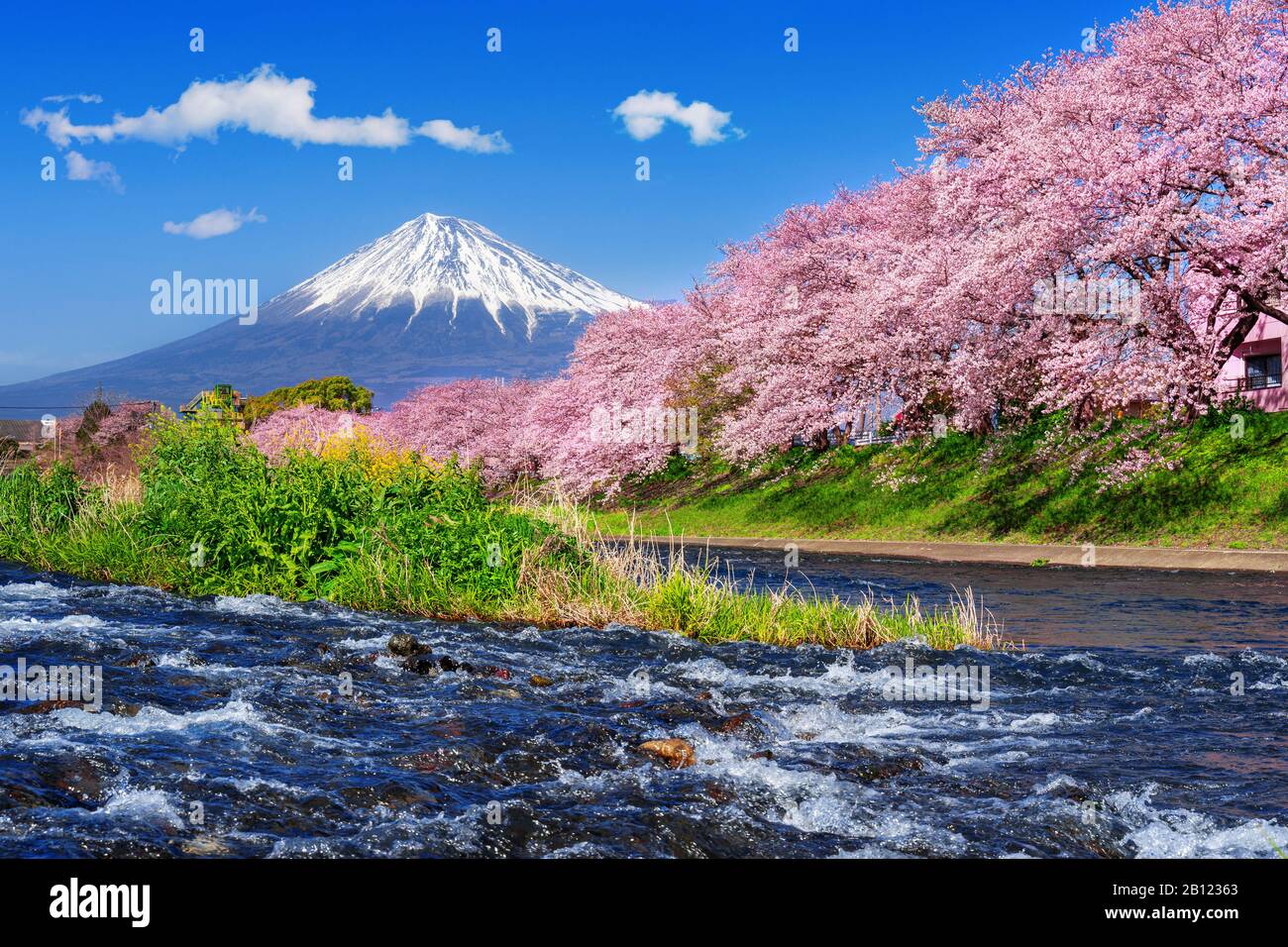 Fuji mountains and  cherry blossoms in spring, Japan. Stock Photo