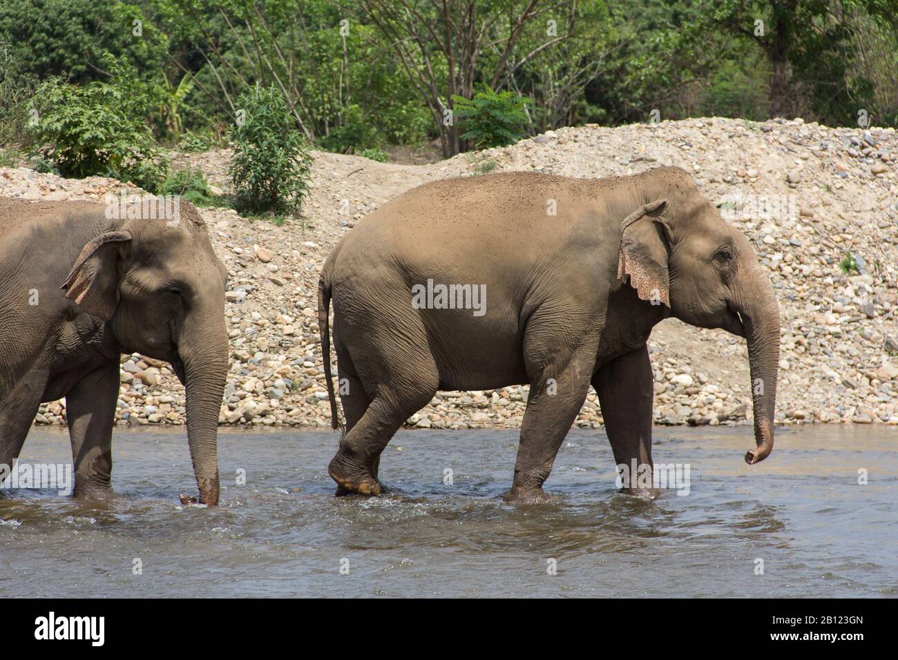 Elephant Nature Park, Chiang Mai, Thailand Stock Photo