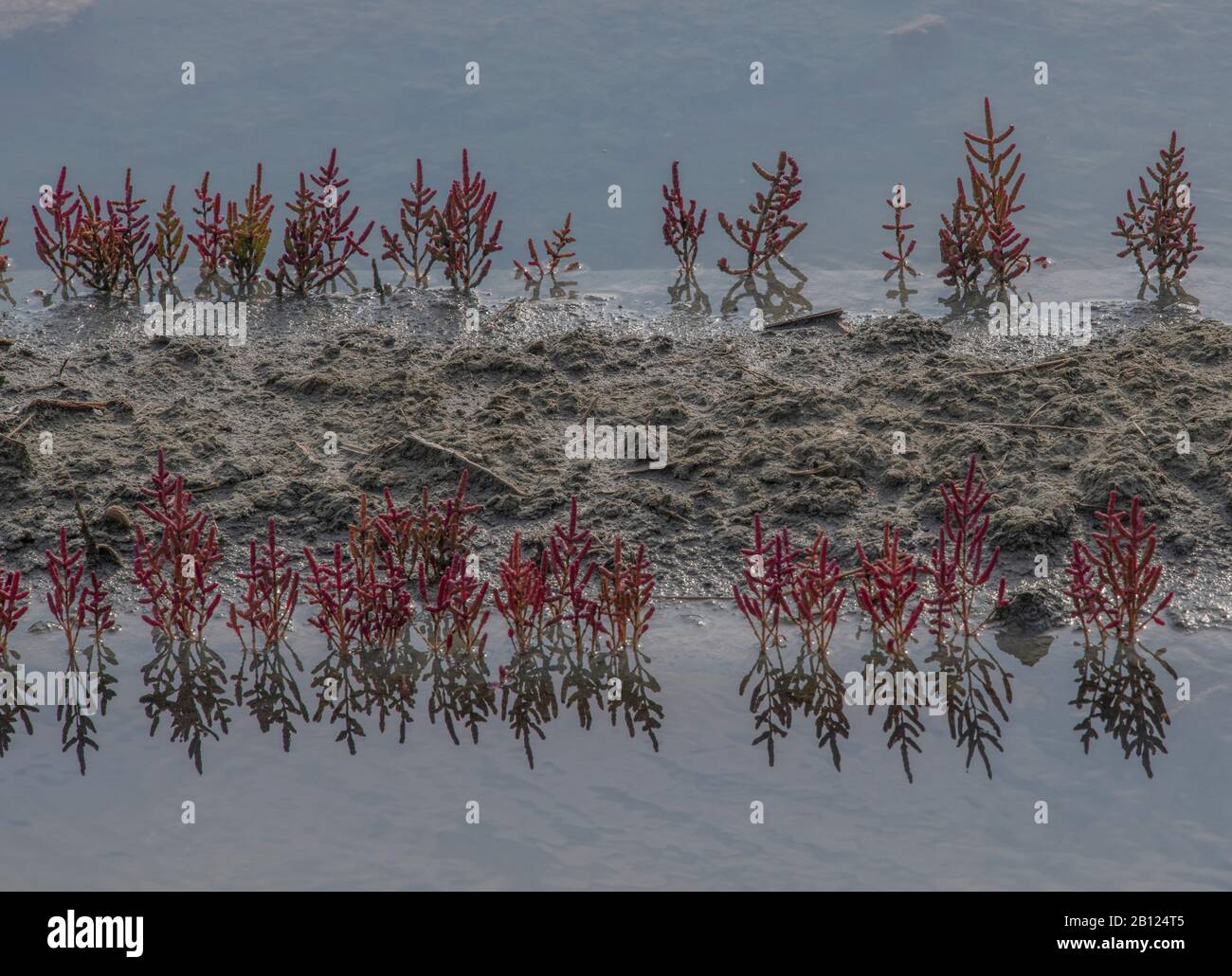 Samphire growing on the banks of Saltpans around Guérande in Brittany, France, in autumn. Stock Photo