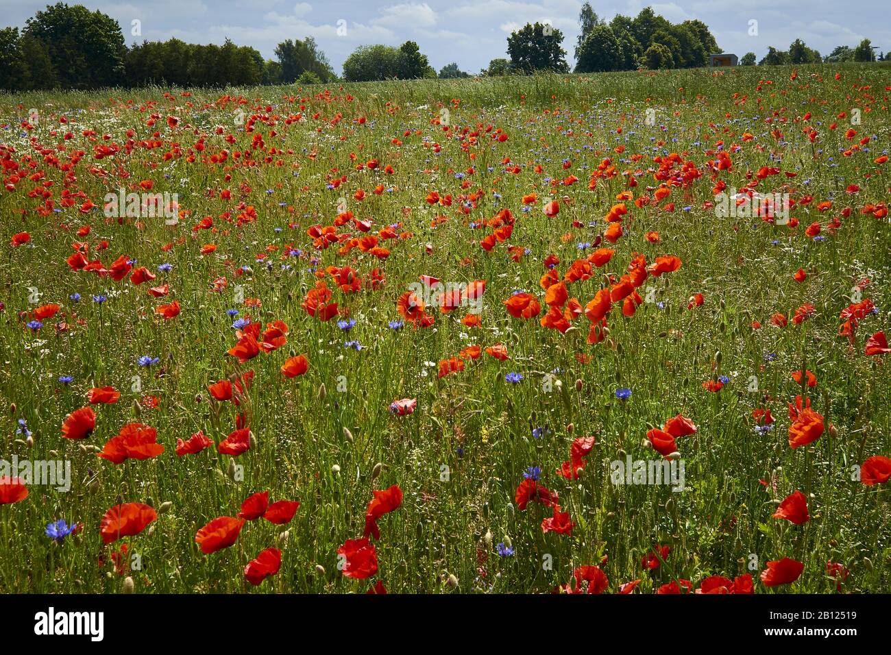 Field with poppies and cornflowers, Freyenstein, Brandenburg, Germany Stock Photo