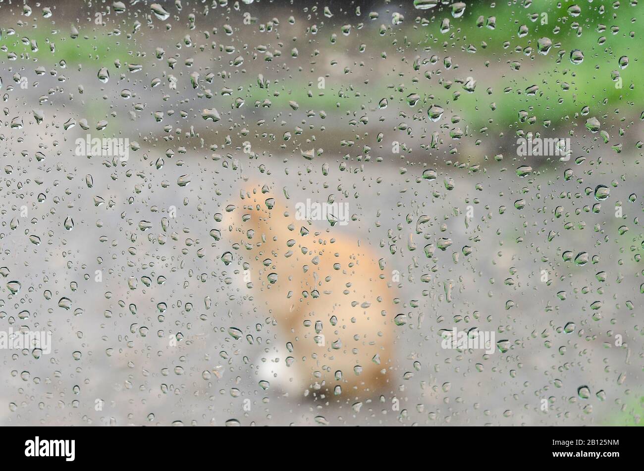 Raindrops on the glass window with outline of a cat Stock Photo