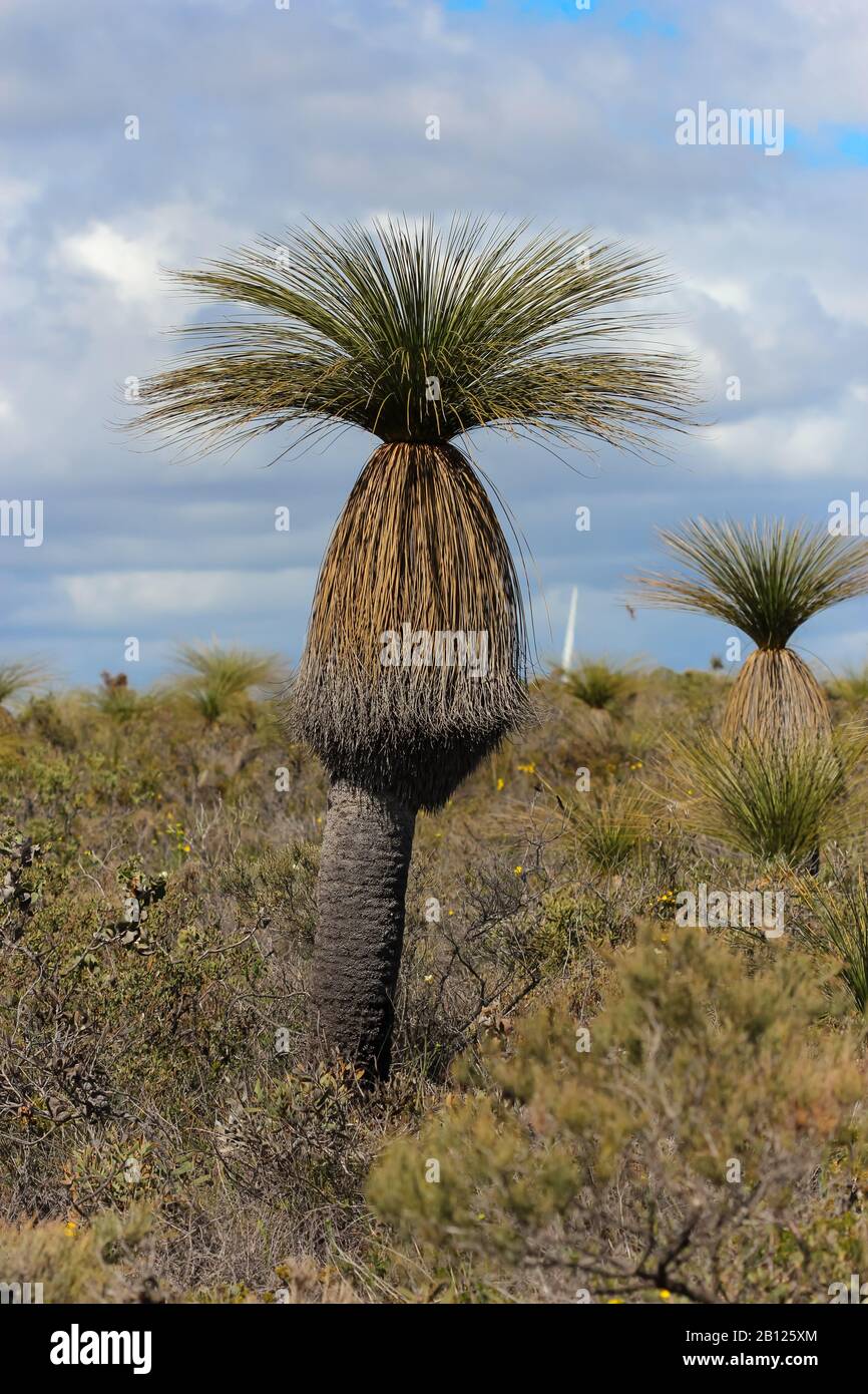 Grass Tree (Xanthorrhoea sp.) on the Bibby Road in Western Australia Stock Photo