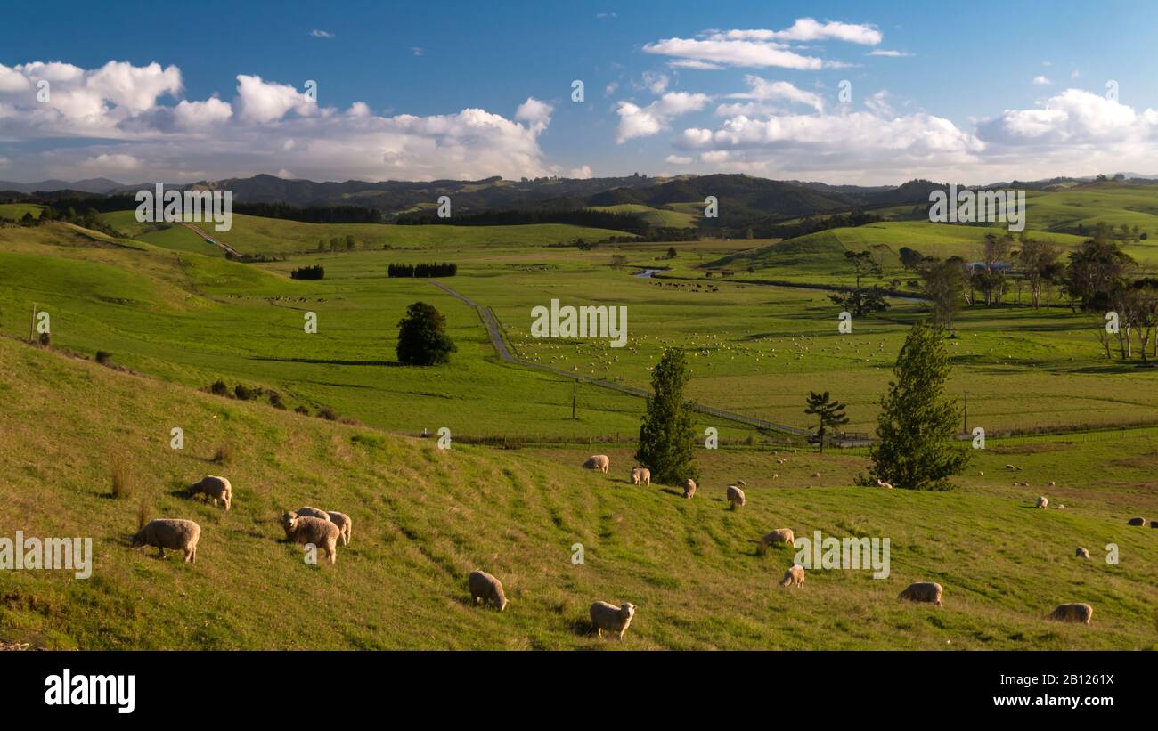 A typical New Zealand landscape, New Zealand Stock Photo