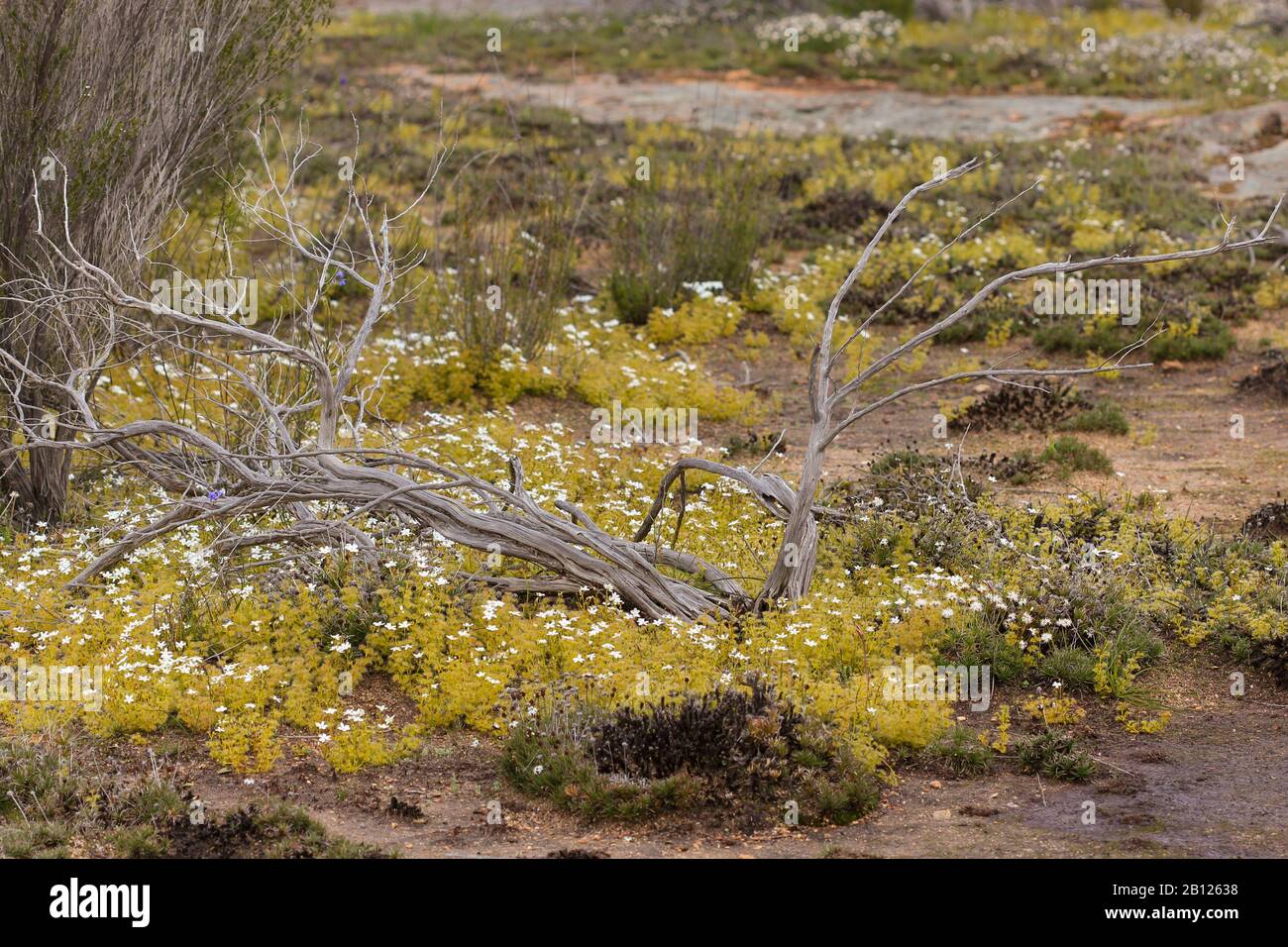 Drosera rupicola close to Hyden Stock Photo