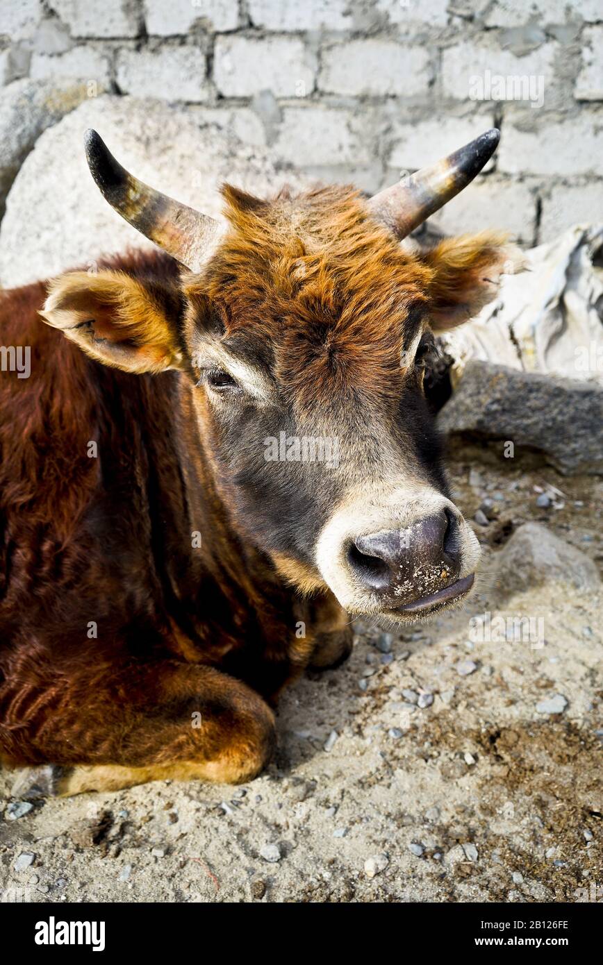 Domestic cow in himalayas hi-res stock photography and images - Alamy