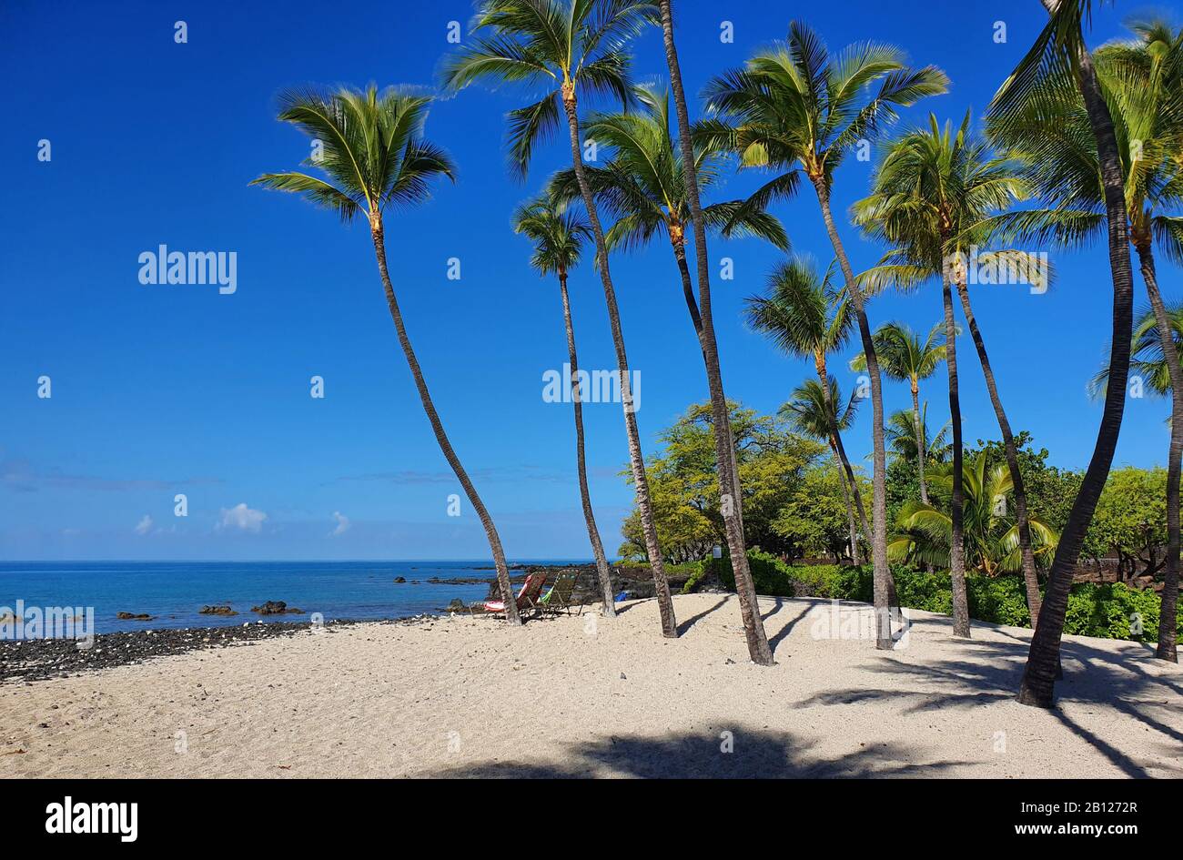 Beach at Kailua-Kona, Hawaii with Palm Trees Stock Photo