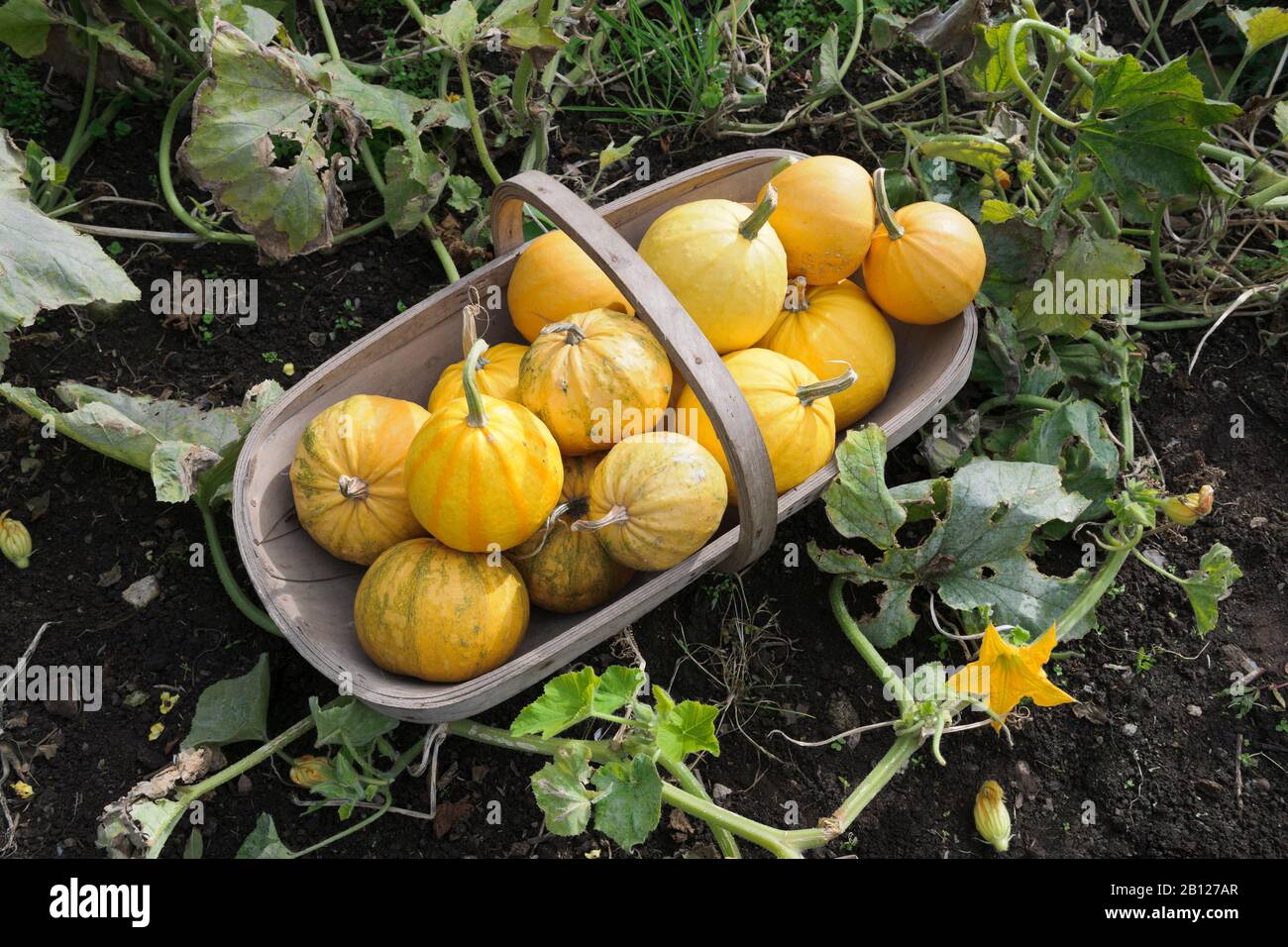 Wooden trug filled with small yellow squash. Ram's Kodu. End of summer, trailing shoots and leaves, on vegetable bed, Stock Photo