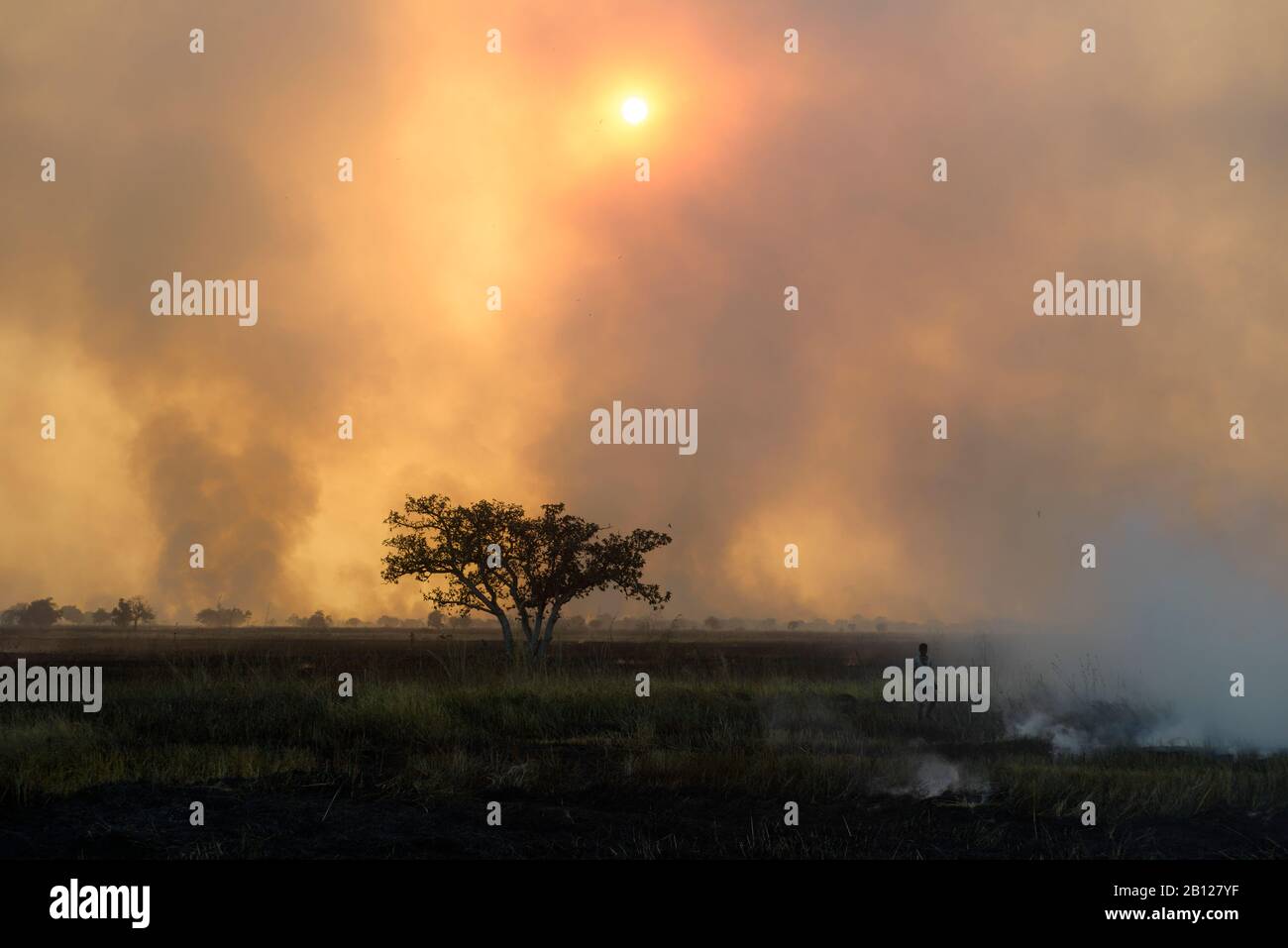 Kids hunting bush mice, during a fire, A source of protein in northern Ghana, Stock Photo