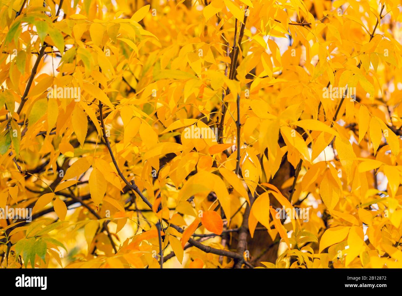 Bright yellow foliage of golden ash. Natural autumn background. Stock Photo
