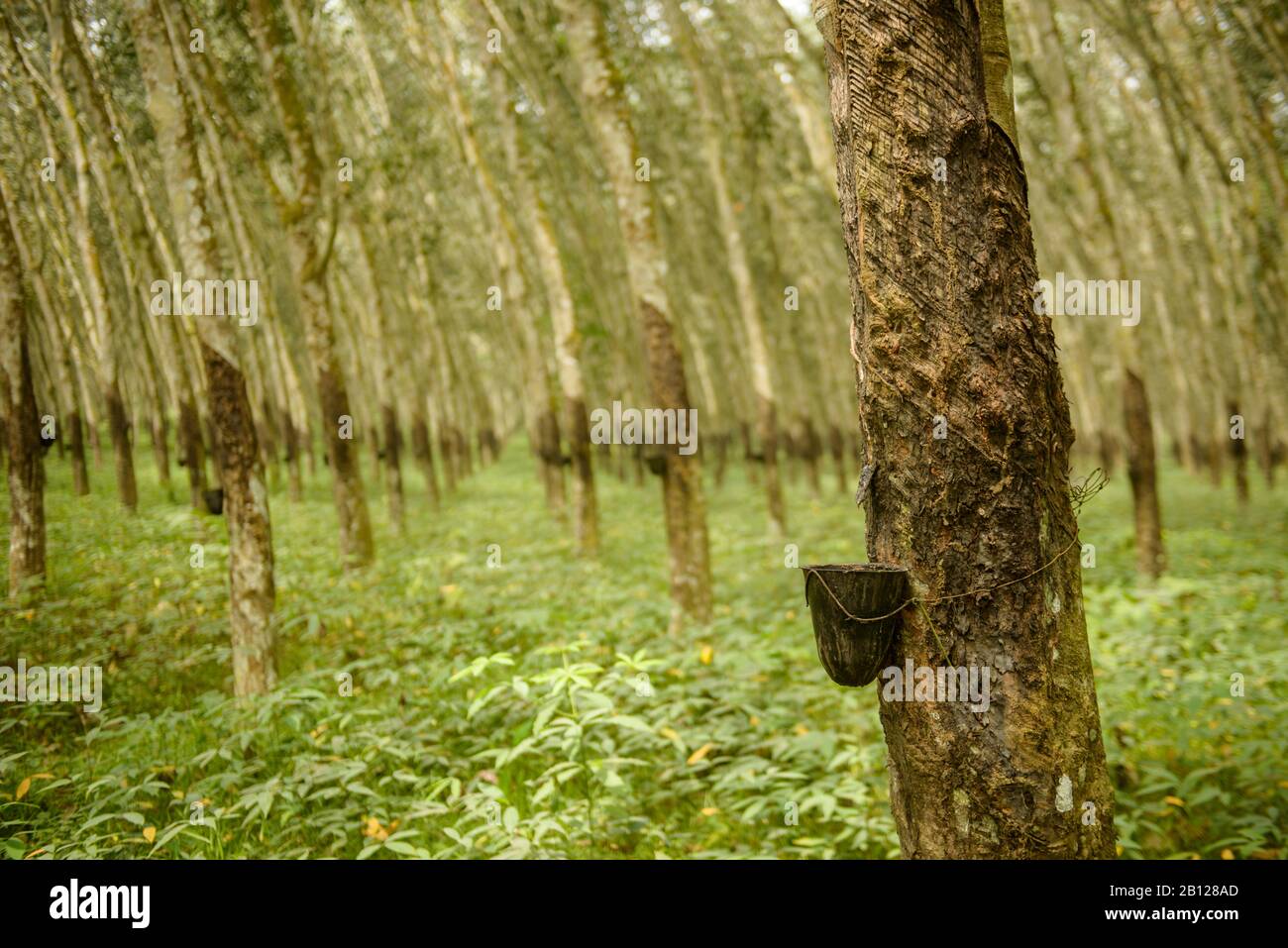 Rubber trees africa hires stock photography and images Alamy