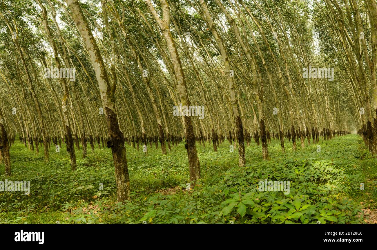 Rubber tree plantations, Ivory Coast Stock Photo Alamy