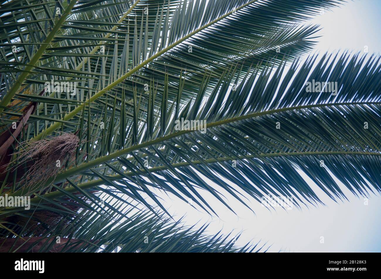 Palm Tree Natural Stock Photo Alamy