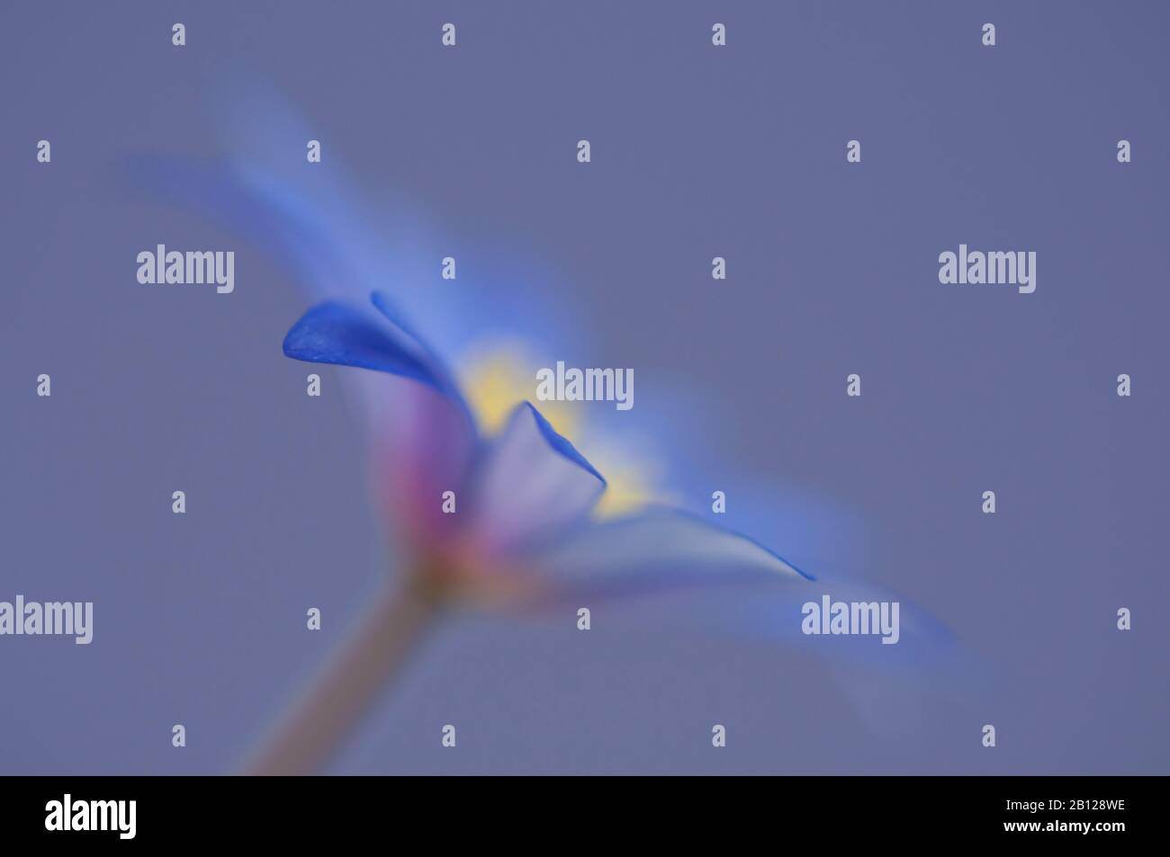 Abstract image of a blue Windflower Stock Photo