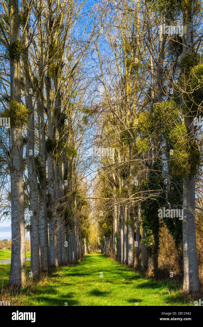 Bunches of European Mistletoe growing on lines of Poplar trees - Touraine, France. Stock Photo