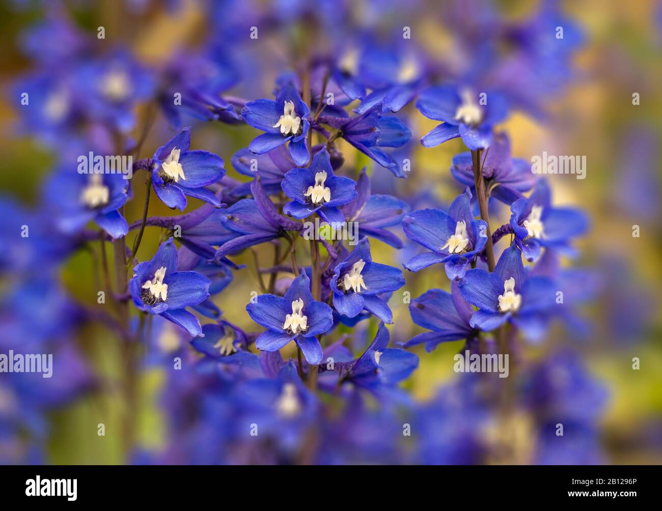 Section of blue windflower & stamens Stock Photo