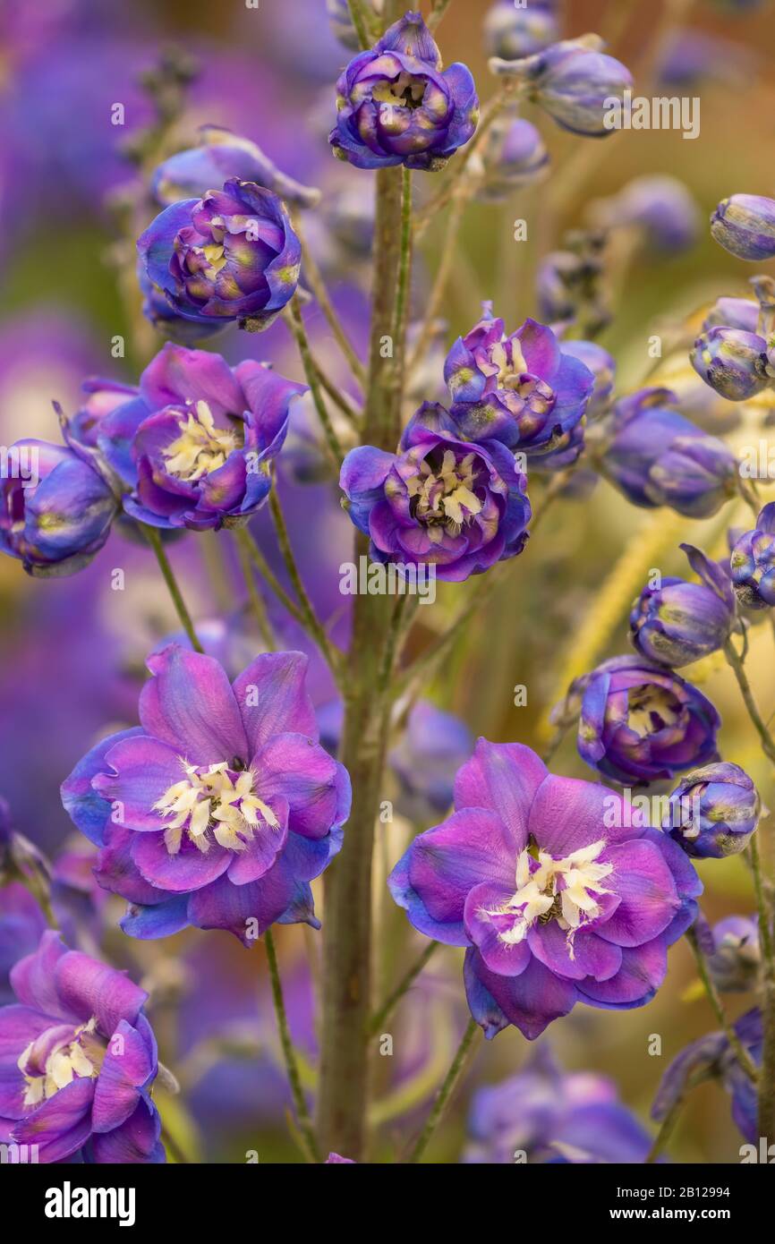 Section of blue windflower & stamens Stock Photo