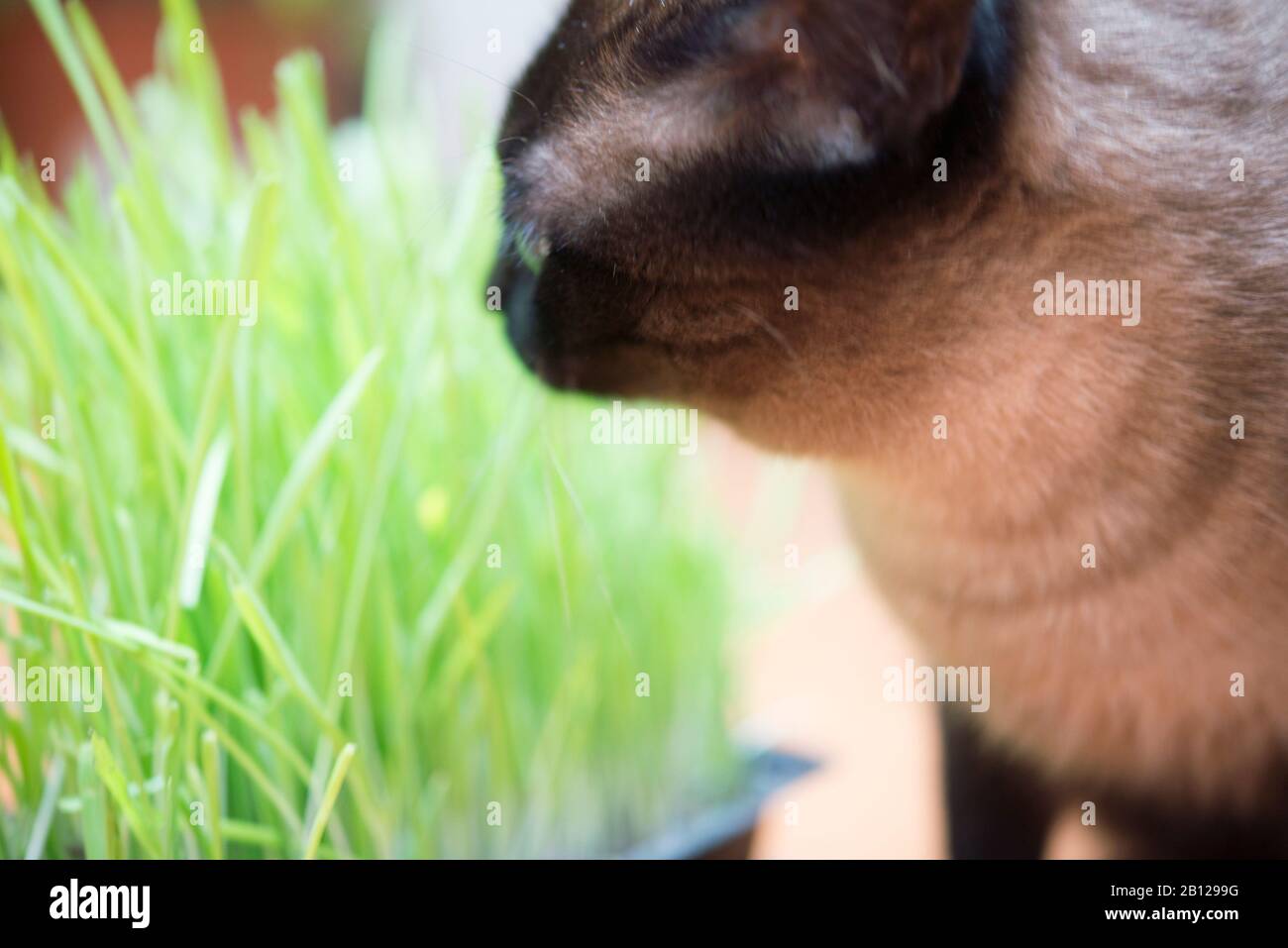 Beautiful kitten playing on a sunny day at home Stock Photo
