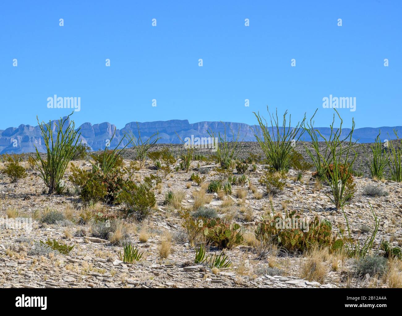 Desert scenery in Big Bend National Park in West Texas Stock Photo