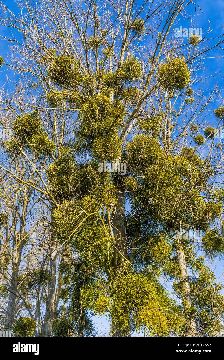 Bunches of European Mistletoe (Viscum album) growing on Poplar trees - Touraine, France. Stock Photo