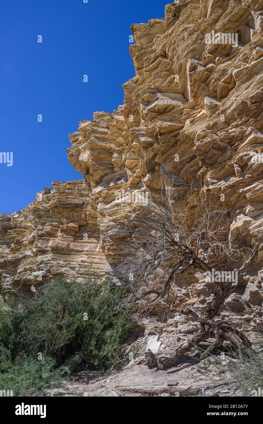 Rocky cliff and dead tree in the Hot Springs Historic District of Big Bend National Park Stock Photo