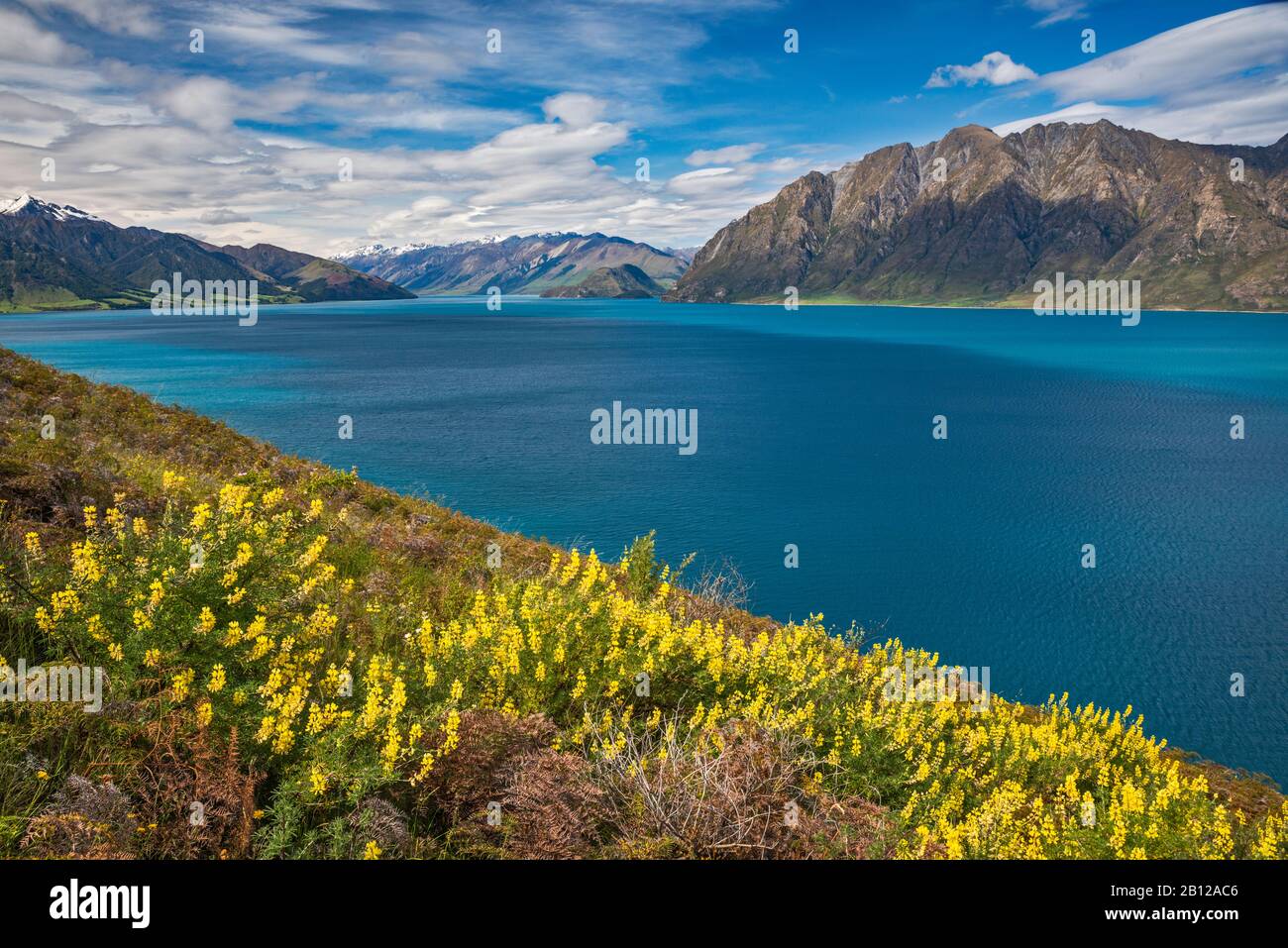 Russell lupines blooming over Lake Hawea, Otago Region, South Island, New Zealand Stock Photo