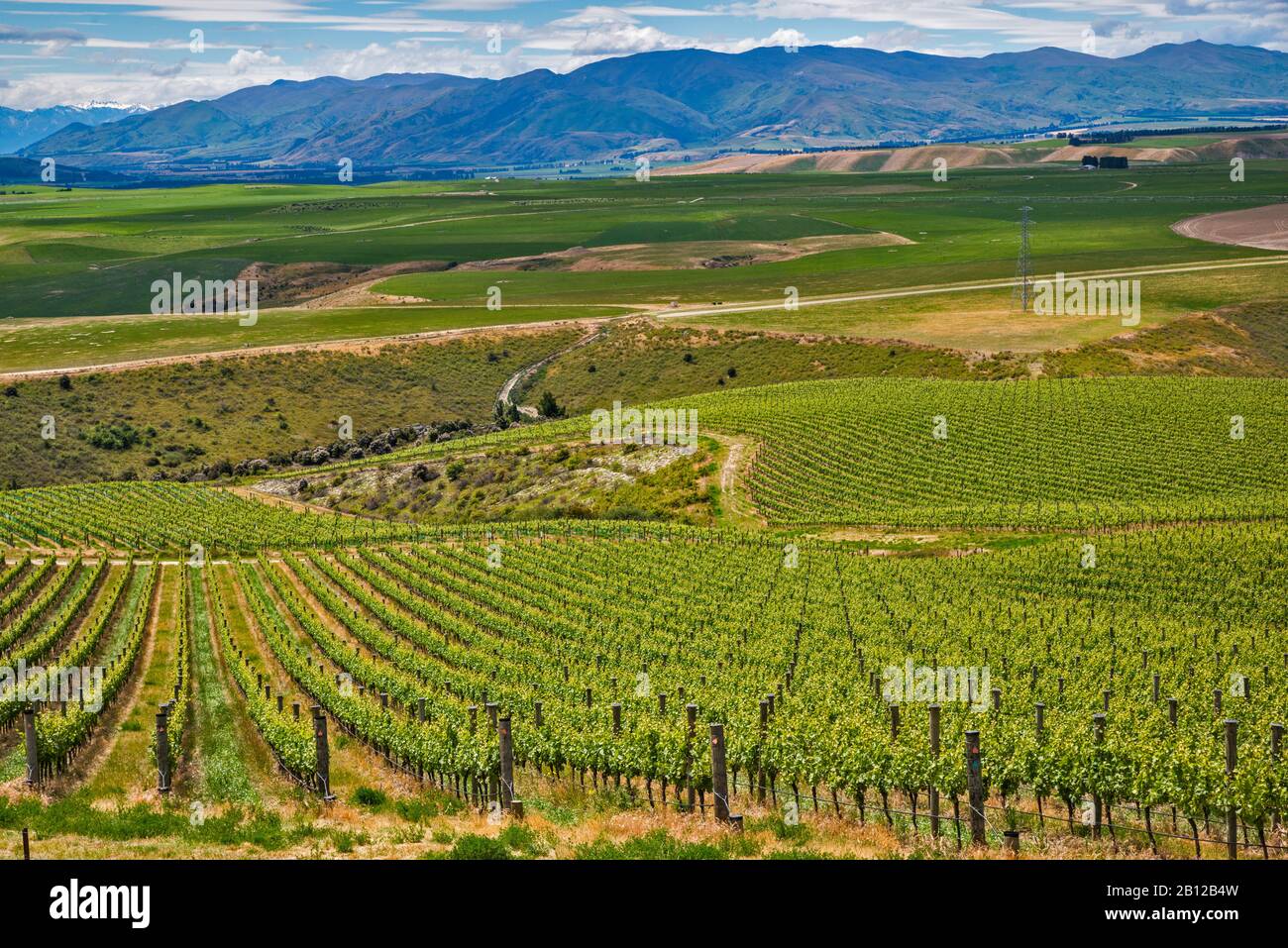 Vineyards of Central Otago area, Clutha River Valley, view from Bendigo Loop Road, Otago Region, South Island, New Zealand Stock Photo