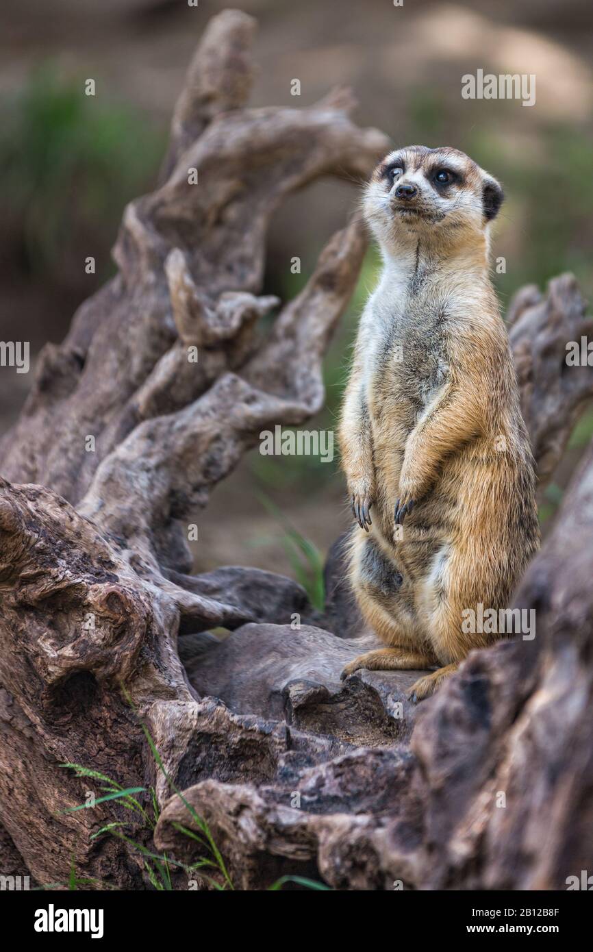 Portrait of Single meerkat or Suricate standing with blurred background, African native animal, small carnivoran belonging to the mongoose family Stock Photo
