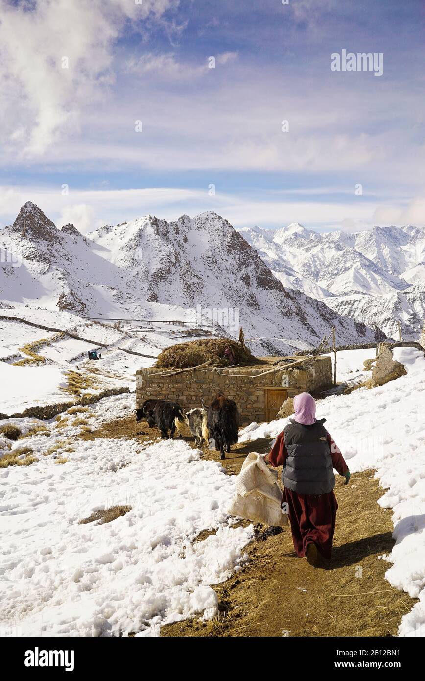 Homestay in Ulley valley. Ladakh, Himalayas. India Stock Photo Alamy