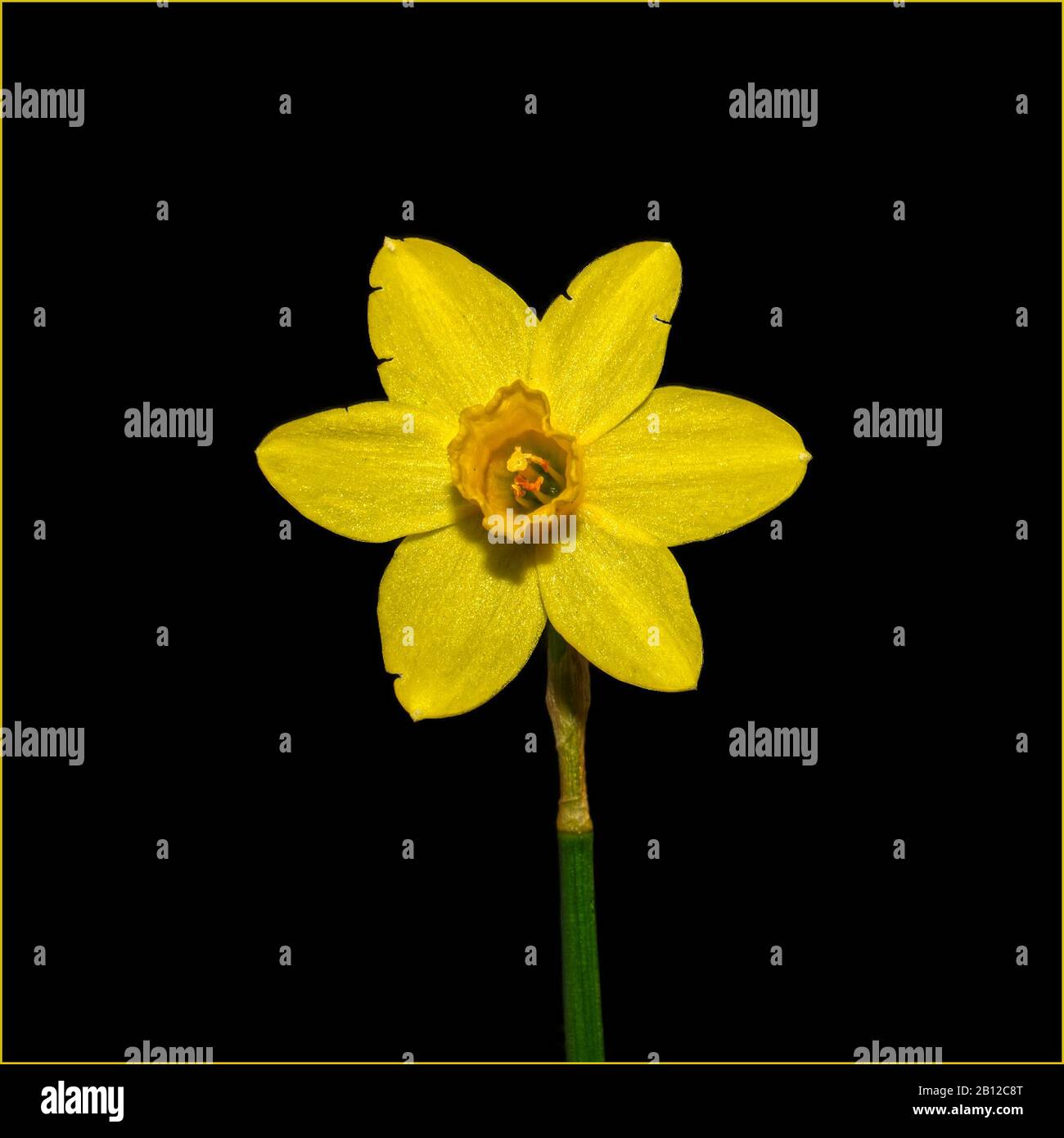 yellow daffodil on black background Stock Photo