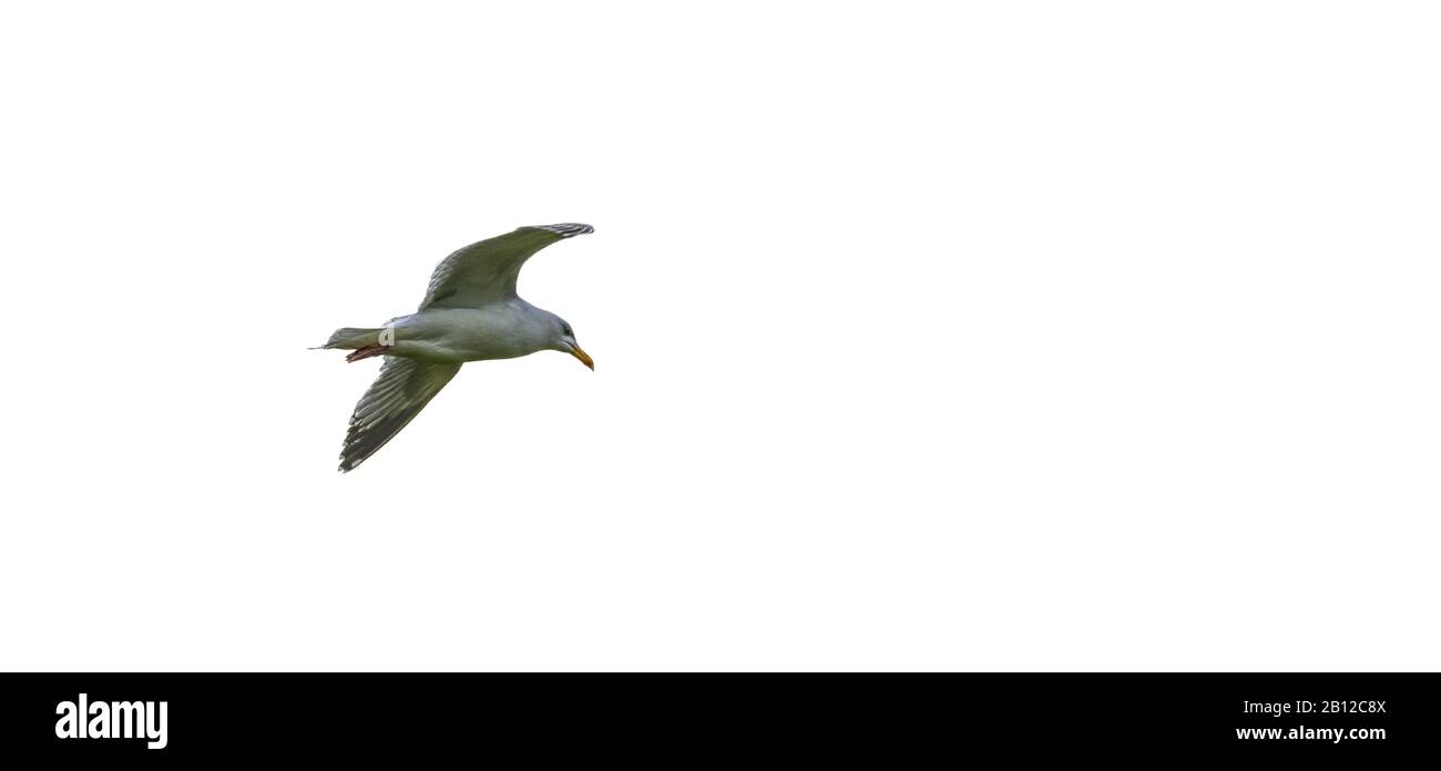 herring gull seagull in flight Stock Photo