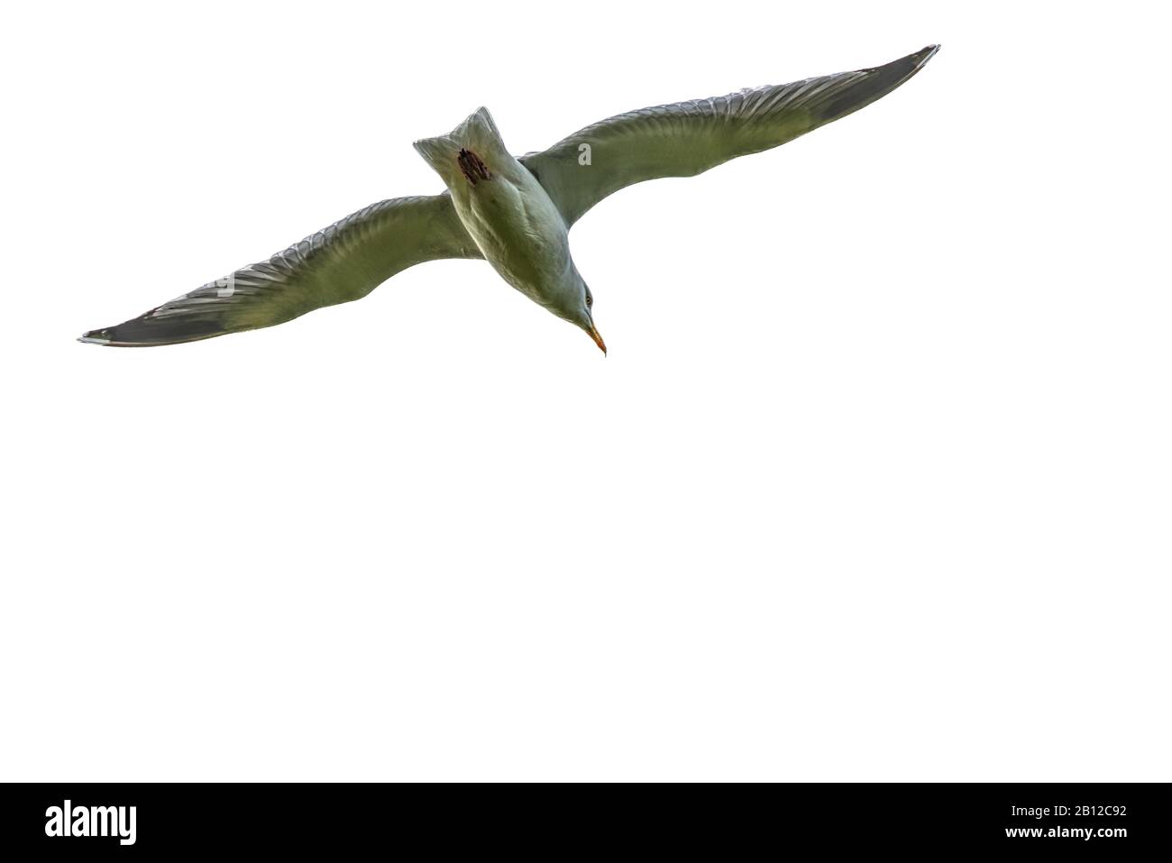 herring gull seagull in flight Stock Photo