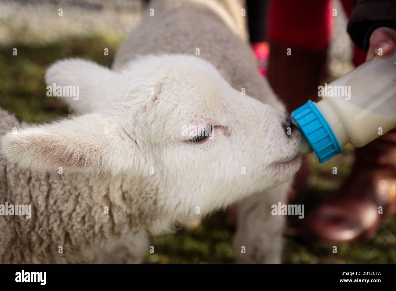 Cute lamb drinking milk from hires stock photography and images Alamy