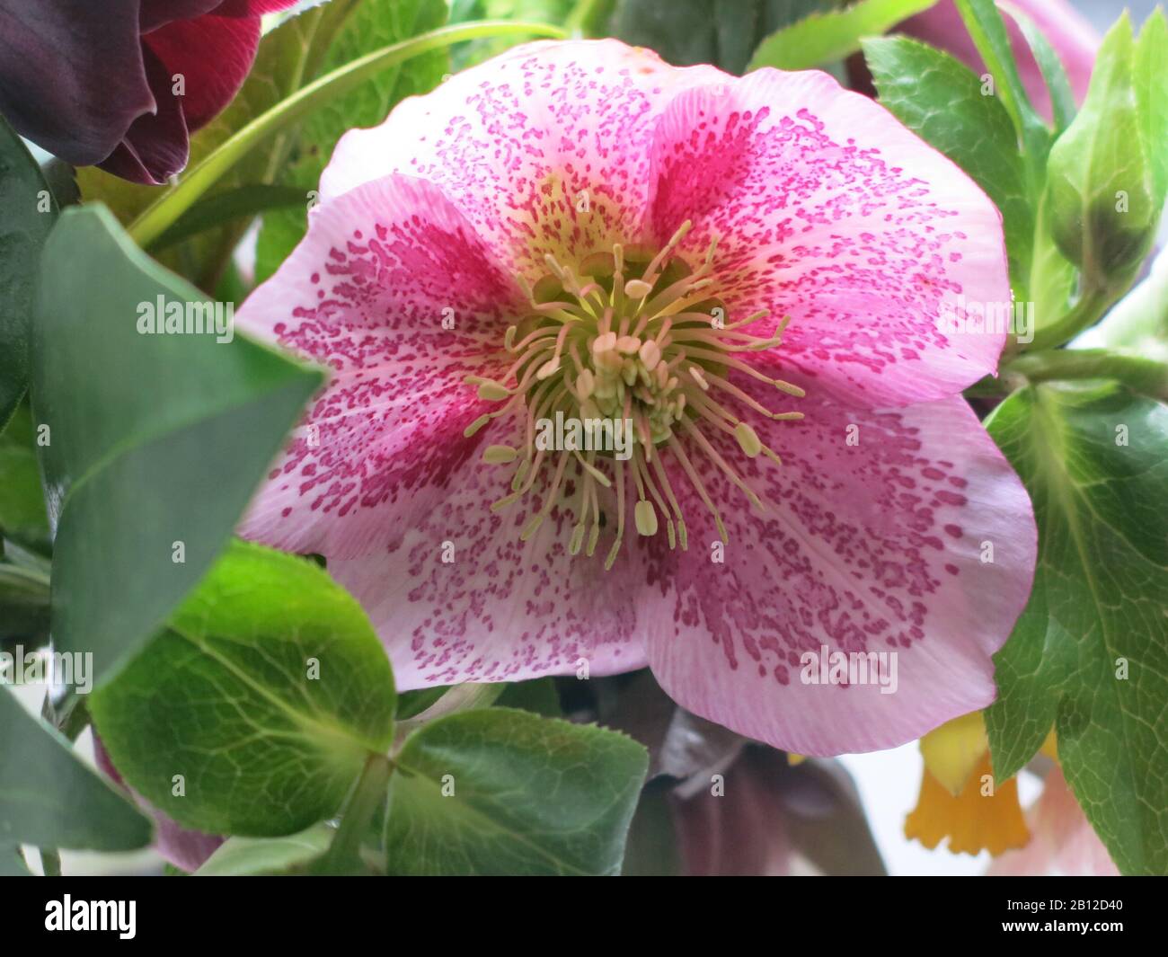 Close-up of a single flower-head of a pretty pink hellebore, or Lenten Rose, in delicate pink with flecks of purple. Stock Photo