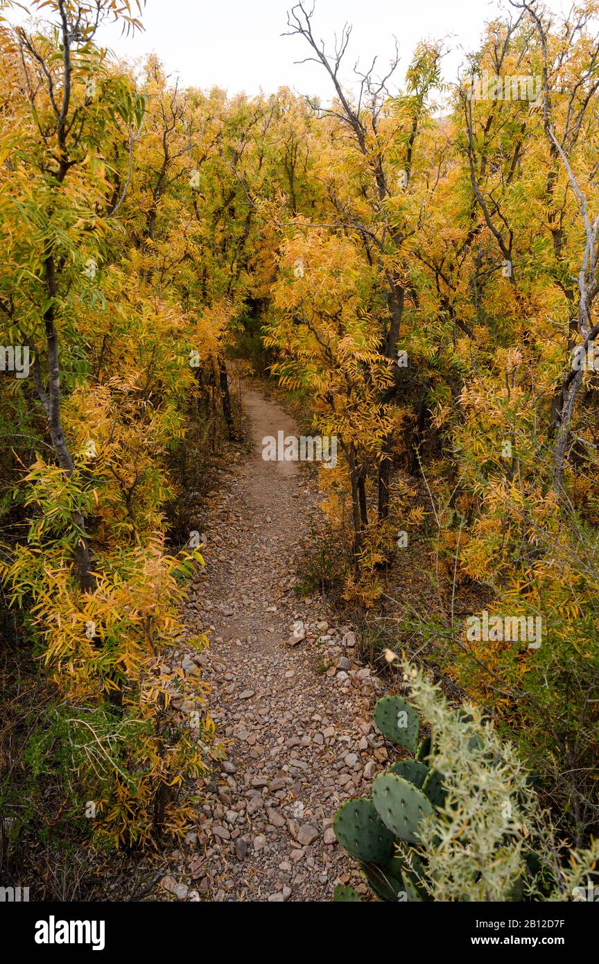 Fall color along a path near Sam Nail Ranch in Big Bend National Park Stock Photo