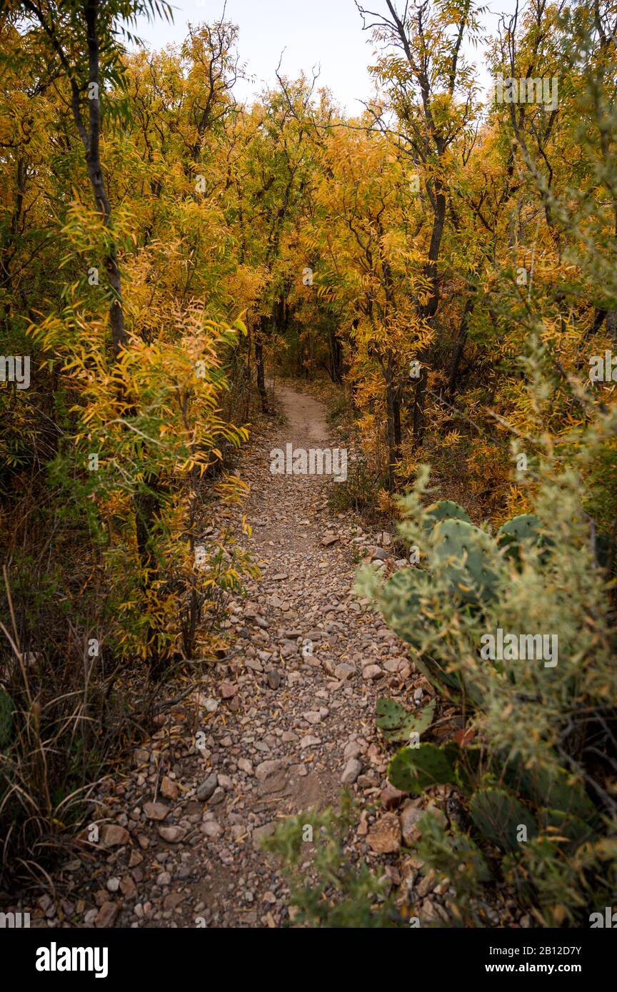 Fall color along a path near Sam Nail Ranch in Big Bend National Park Stock Photo