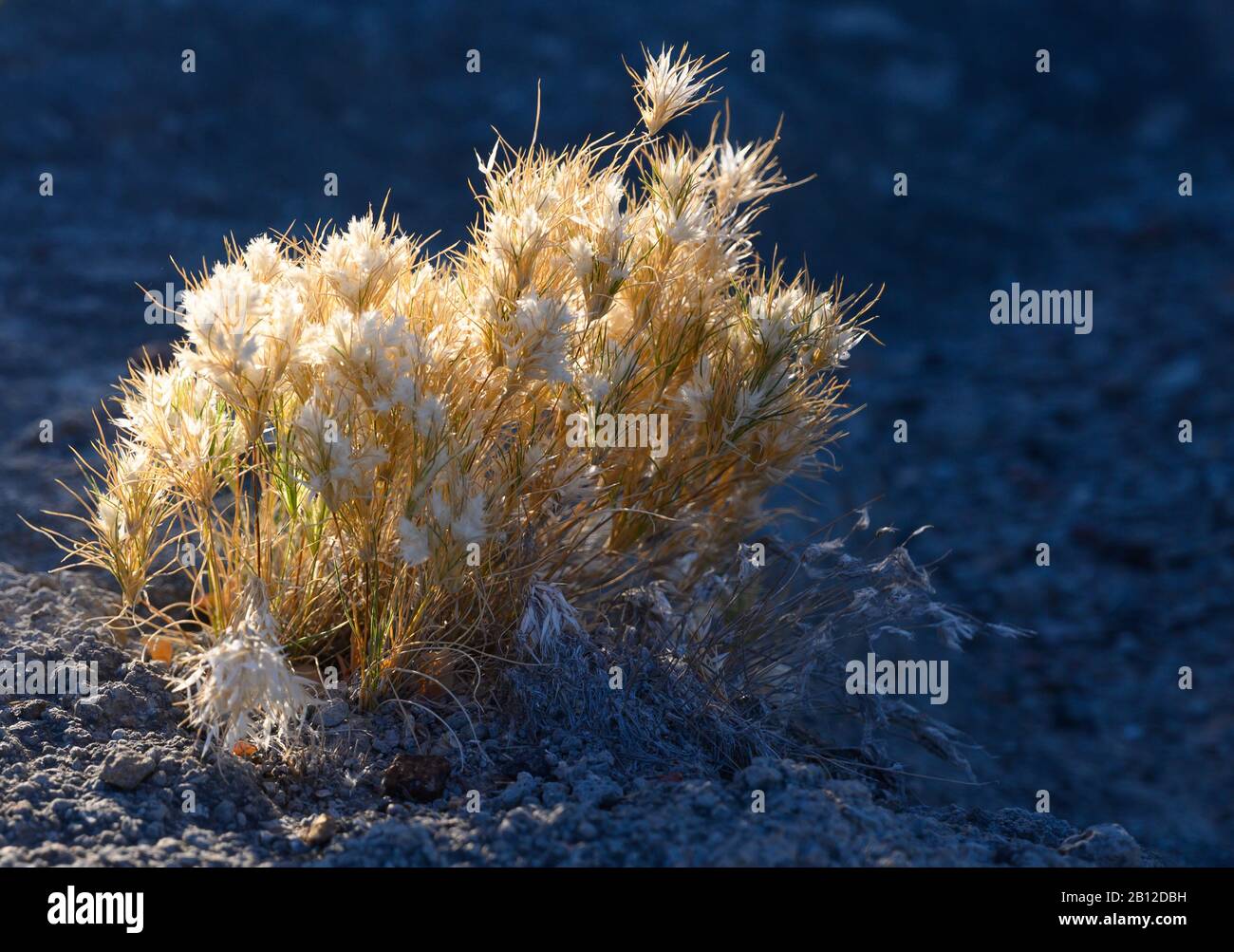 Plant in Tuff Canyon in Big Bend National Park Stock Photo