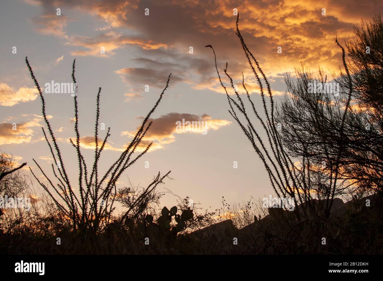 Desert sunrise.Tucson Arizona. Stock Photo