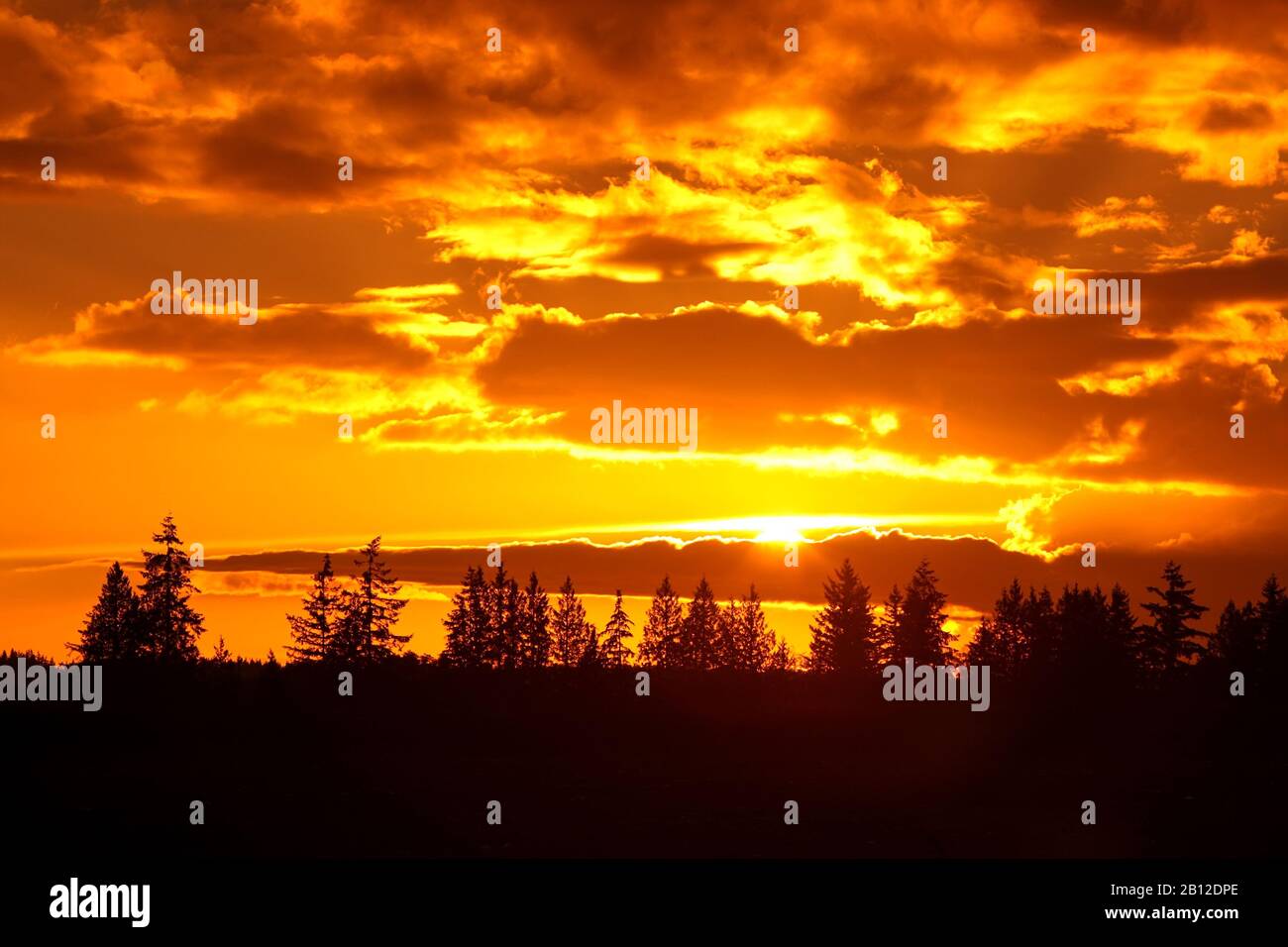 Panoramic sunset landscape with trees. Stock Photo
